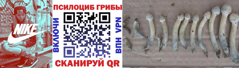 Псилоцибиновые грибы MAGIC MUSHROOMS  наркота  Туапсе 
